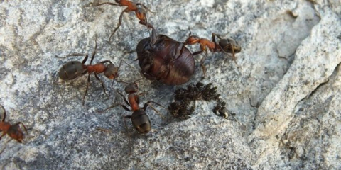 Boj proti mravenci v zahradním pozemku - účinné prostředky